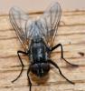 Musca domestica